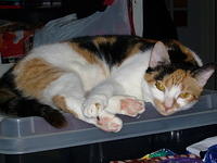 P1000784.jpg