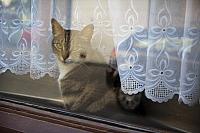 Window Cat