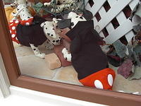 CIMG0077.jpg
