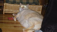 Fat Cat!