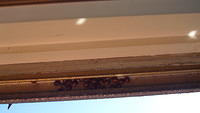 Ladybugs